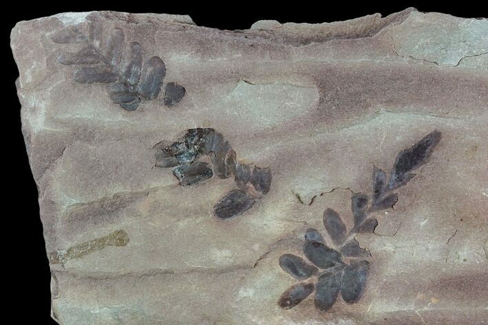 Pennsylvanian Fern (Neuropteris) - Kentucky #112862